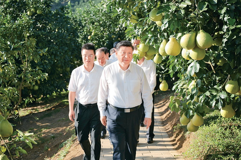 　　2025年11月7日至8日，中共中央總書記、國家主席、中央軍委主席習(xí)近平在廣東考察。這是7日下午，習(xí)近平在梅州市梅縣區(qū)雁洋鎮(zhèn)南福金柚種植基地考察。